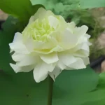 green apple lotus