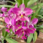 Spathoglottis Plicata Purple White