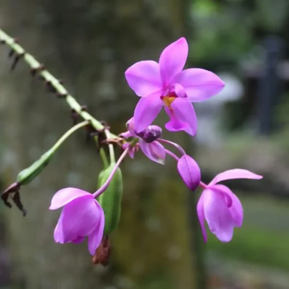 Ground orchid purple