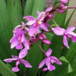 Ground-Orchid-purple