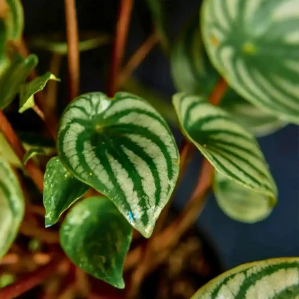 Peperomia Watermelon