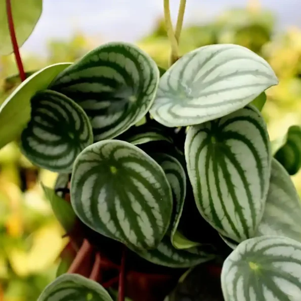 Peperomia Watermelon