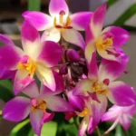 Spathoglottis Plicata Purple White