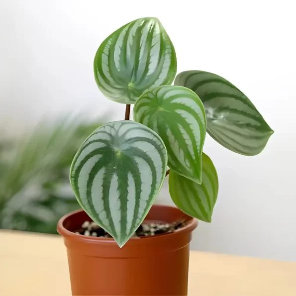 Watermelon Peperomia