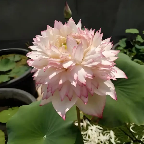 akhila lotus