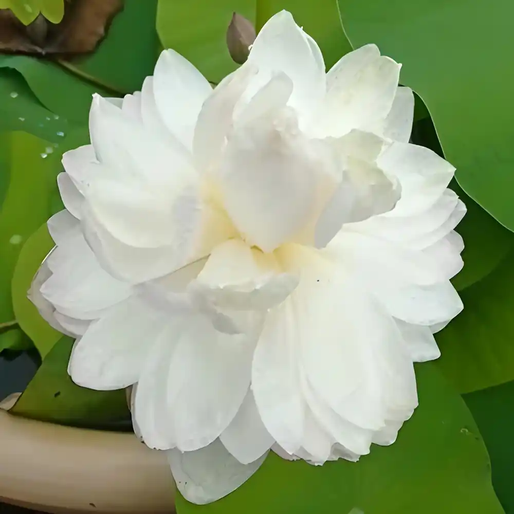 amery camellia lotus tuber