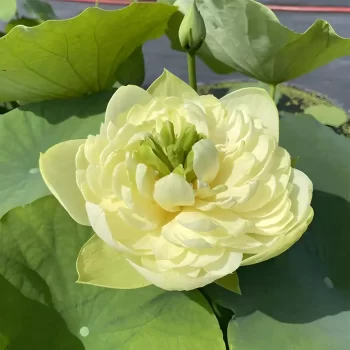 green apple lotus