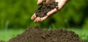 A Guide to Choosing the Right Soil