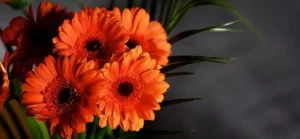 A Guide to Growing and Caring for Gerbera Daisies