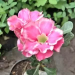 adenium pink white