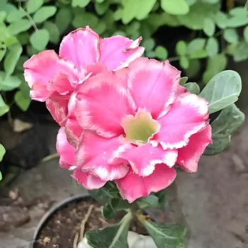 adenium pink white