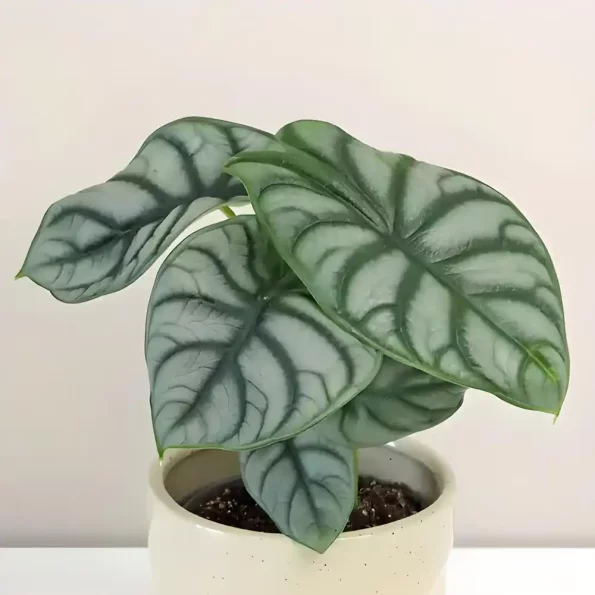 Alocasia Silver Dragon