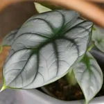 Alocasia Silver Dragon