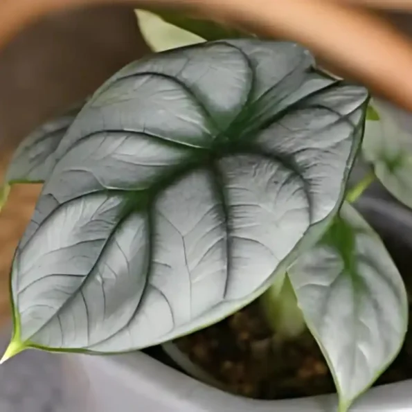 Alocasia Silver Dragon