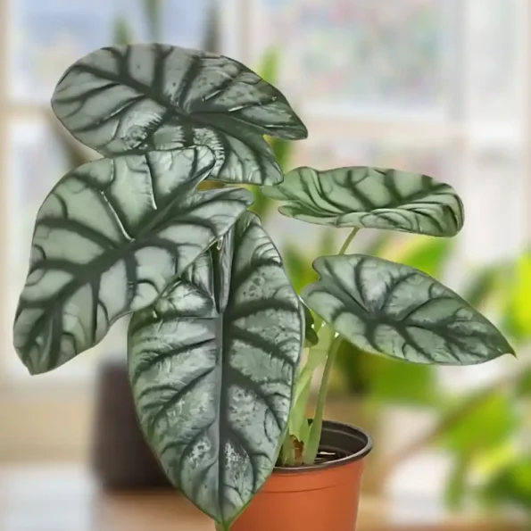 Alocasia Silver Dragon