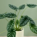 Alocasia sinuata