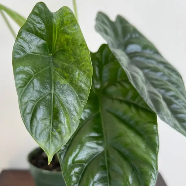 Alocasia Sinuata