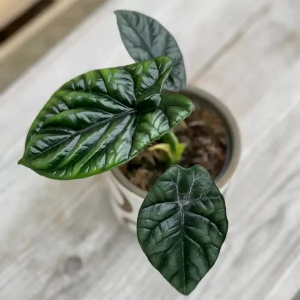 Alocasia Sinuata