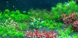 Aquatic Plant Care