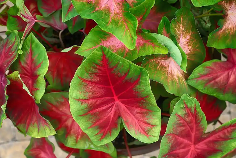 Caladium A Versatile Plant for Any Garden