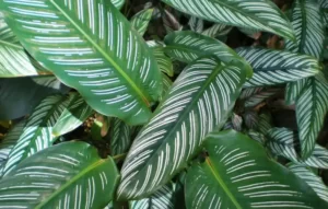 Calathea Ornata: A Tropical Plant for Your Home