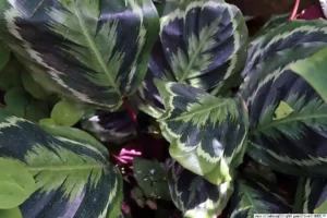 Calathea Roseopicta