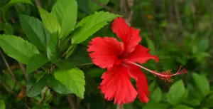 Caring for Hibiscus Plants