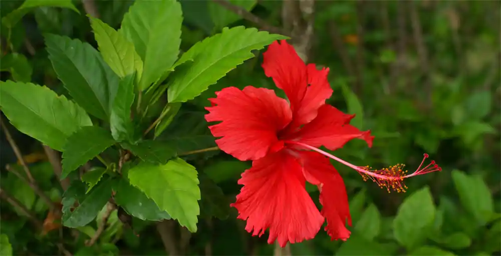 Everything You Need To Know About Caring For Hibiscus Plants - SeedPlex