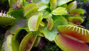 Carnivorous Plants Nature's Most Fascinating Predators