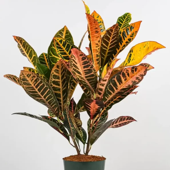 Croton Variegatum Magnificent