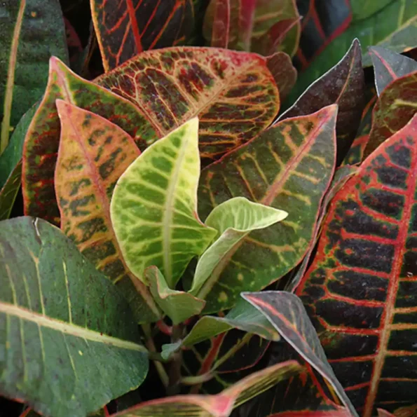 Croton Variegatum Magnificent