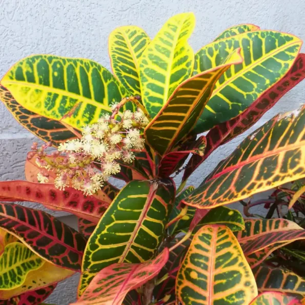 Croton Variegatum Magnificent