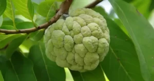 Custard Apple Plant Care