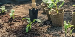 Gardening Tips to Help You Maximize Your Garden's Potential