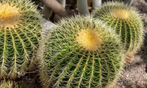 How to Care for a Golden Barrel Cactus