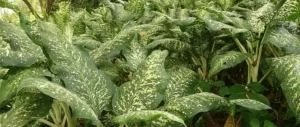 How to Keep Your Dieffenbachia Plant Thriving