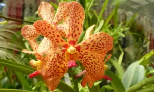 Mokara Orchid