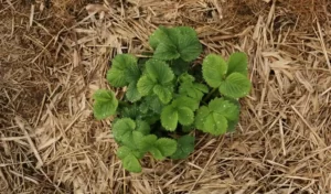 Mulching Fruit Plants