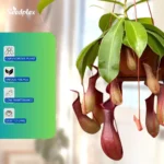 nepenthes