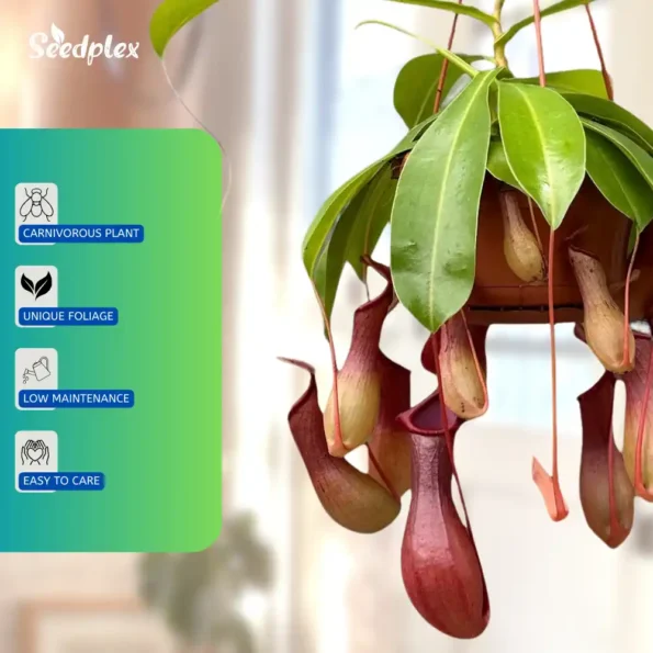 Nepenthes