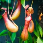 nepenthes