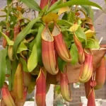 nepenthes