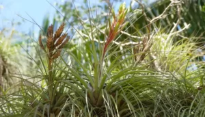 The Basics of Air Plant Care What You Need to Know