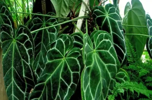 The Beauty of Anthurium Magnificum: A Must-Have for Plant Enthusiasts