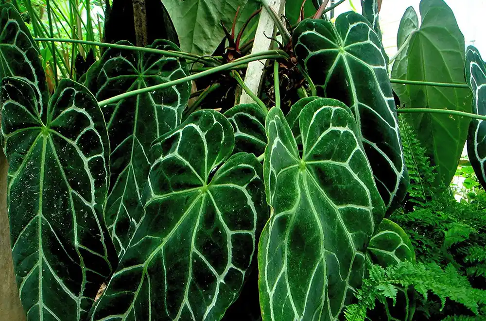 The Beauty of Anthurium Magnificum: A Must-Have for Plant Enthusiasts