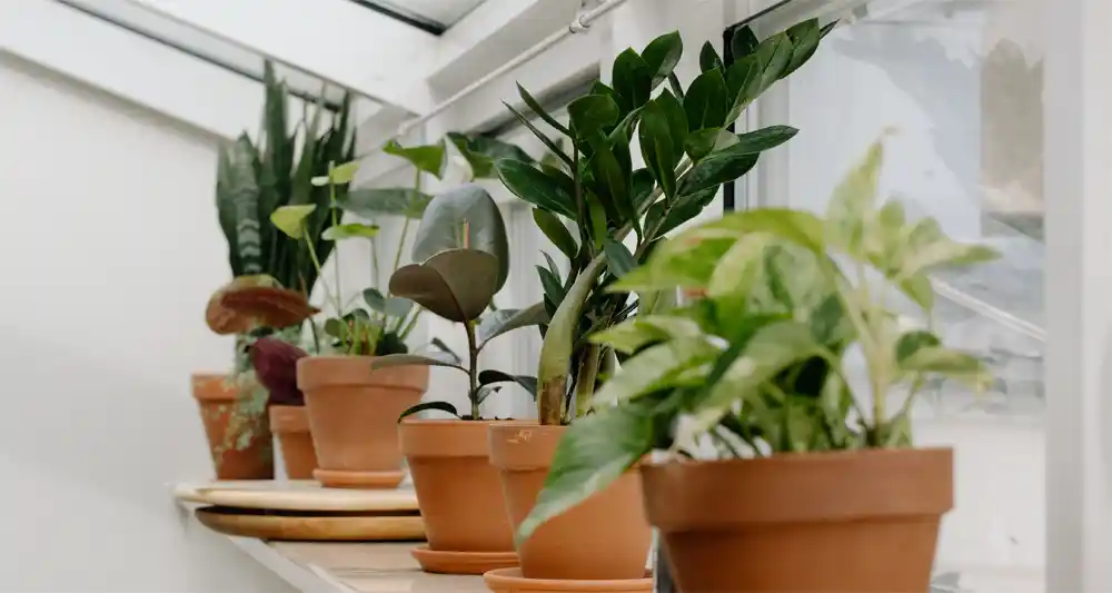 Benefits of Decorating with Indoor Plants