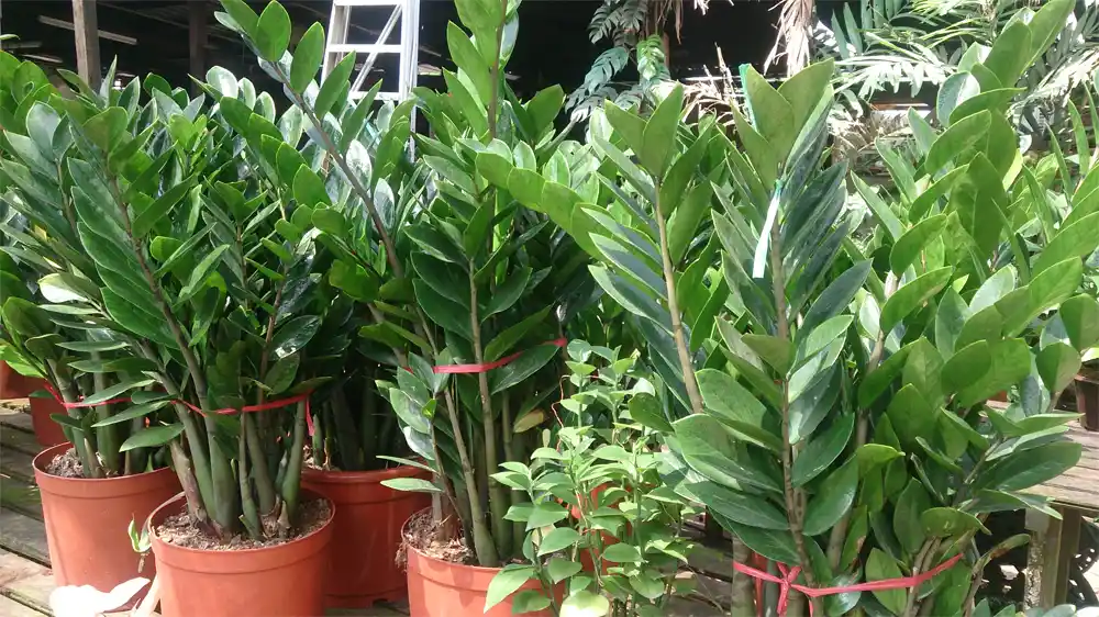 The Best Practices for ZZ Plant Care