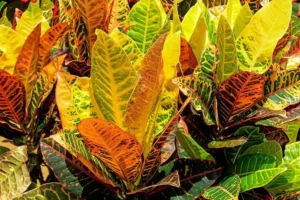 The Croton Plant A Colorful and Vibrant Houseplant