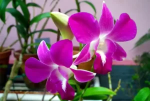 The Essential Steps for Orchid Care