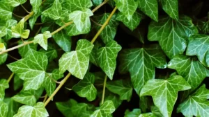 The History of English Ivy: A Plant with a Rich Past